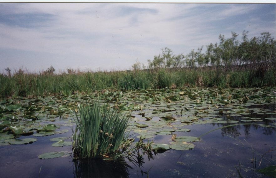 Marsh World: An introduction to wetland plants and animals — Ducks